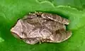 Spring peepers are distinguished by a dark X-shaped marking on their back.