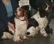 "Two dogs sit alongside each other. They are both mostly white and appear similar, but the right one has dark patches and is larger, while the left one has reddish patches and is slightly smaller."