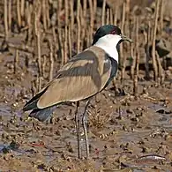 A spur-winged lapwing in the Gambia