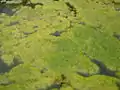 Spirogyra algal bloom in Romanian pond