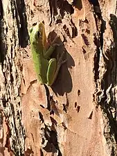 Squirrel tree frog on tree in Osceola National Forest, Florida