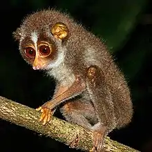 Brown loris