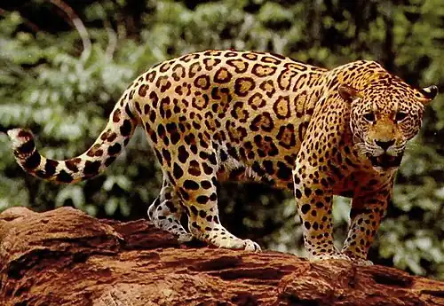 A typical Jaguar in the Amazon