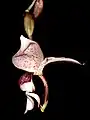 Stanhopea insignis