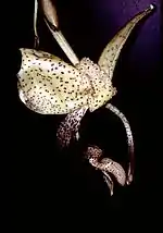 Stanhopea platyceras