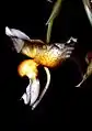 Stanhopea saccata