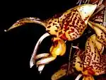 Stanhopea shuttleworthii