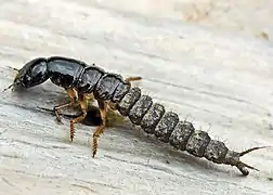 Larva