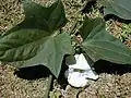 Leaves and flowers