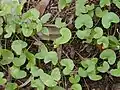 Gotukola (Centella asiatica)