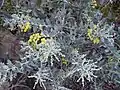 Acacia podalyriifolia foliage