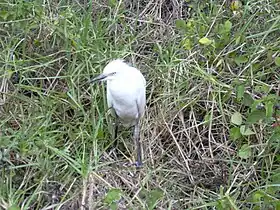 Juvenile on Maui (note black bill)