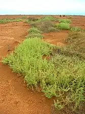 Salsola tragus on the Hawaiian Island of Kahoʻolawe.