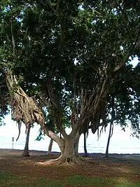 Tree with closeup of branches and trunk