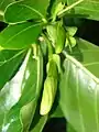 Flower buds