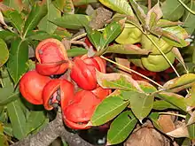 Fruit and leaves