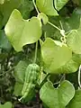 Leaves and immature fruit