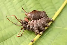 The larvae of notodontid moths, such as that of Stauropus fagi, have elongated thoracic legs.