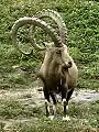 Nubian ibex