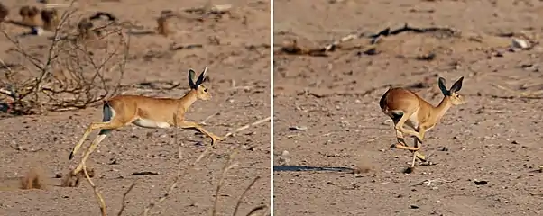 Female running in Damaraland, Namibia