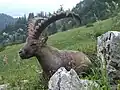 Alpine ibex in the area of the Benediktenwand