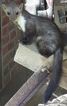 Brown and white mustelid indoors