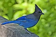 Steller's jay (Cyanocitta stelleri)