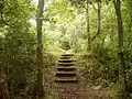 Some wooden steps lead to an elevated section of woodland.