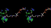 Stereoscopic depiction of choline and acetyl-CoA bound in ChAT active site - alternate angle. (PDB: 2FY3​, PDB: 2FY5​ - overlaid).