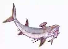 The †symmoriiform †Stethacanthus productus