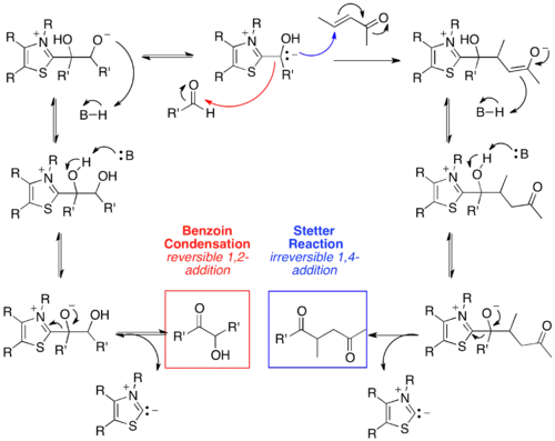 Scheme 3. Mechanism of the Stetter reaction