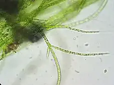 Stigeoclonium, a chlorophyte green alga genus