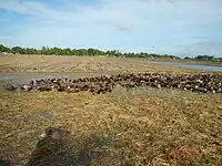 Rice fields are alternatively used for duck feeding