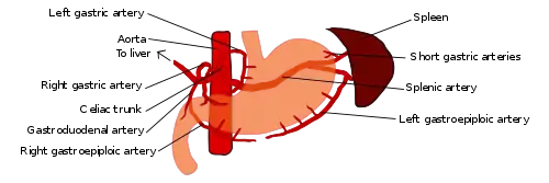 Blood supply to the stomach: left and right gastric artery, left and right gastro-omental artery and short gastric artery.