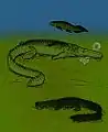 Comparison of Stomatosuchus (center) with Retodus (top) Laganosuchus (bottom)