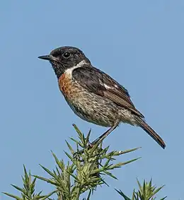 Stonechat