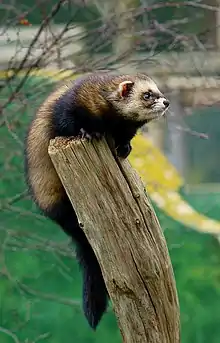 Brown and black mustelid on log