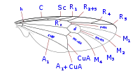 Stratiomyidae wing veins