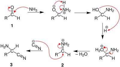 Mechanism of the Strecker-Synthesis, part 1.