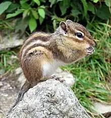 Eutamias sibiricus, Siberian chipmunk