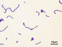 blue stain of Streptococcus mutans