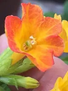 Streptosolen jamesonii single flower in extreme close-up, showing nodding, capitate stigma and two pairs of stamens with filaments of different lengths and anthers of different sizes.