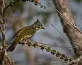 Striated bulbul (Alcurus striatus) at Thai/Myanmar Border. Doi Pha Hom Pok National Park, Chiang Mai, Thailand