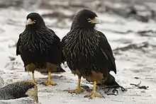 Adult striated caracaras on Sea Lion Island, Falkland Islands