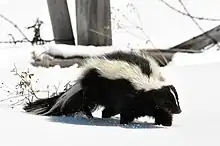 Black and white striped skunk in snow