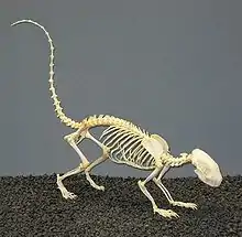 Striped skunk skeleton