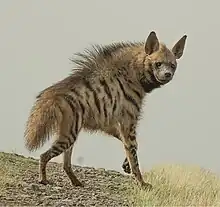 Striped hyena (Hyaena hyaena)