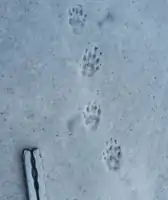 Tracks in the snow