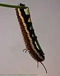 Caterpillar