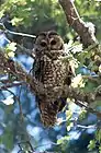 The Apache Kid Wilderness contains critical habitat for the threatened Mexican Spotted Owl.